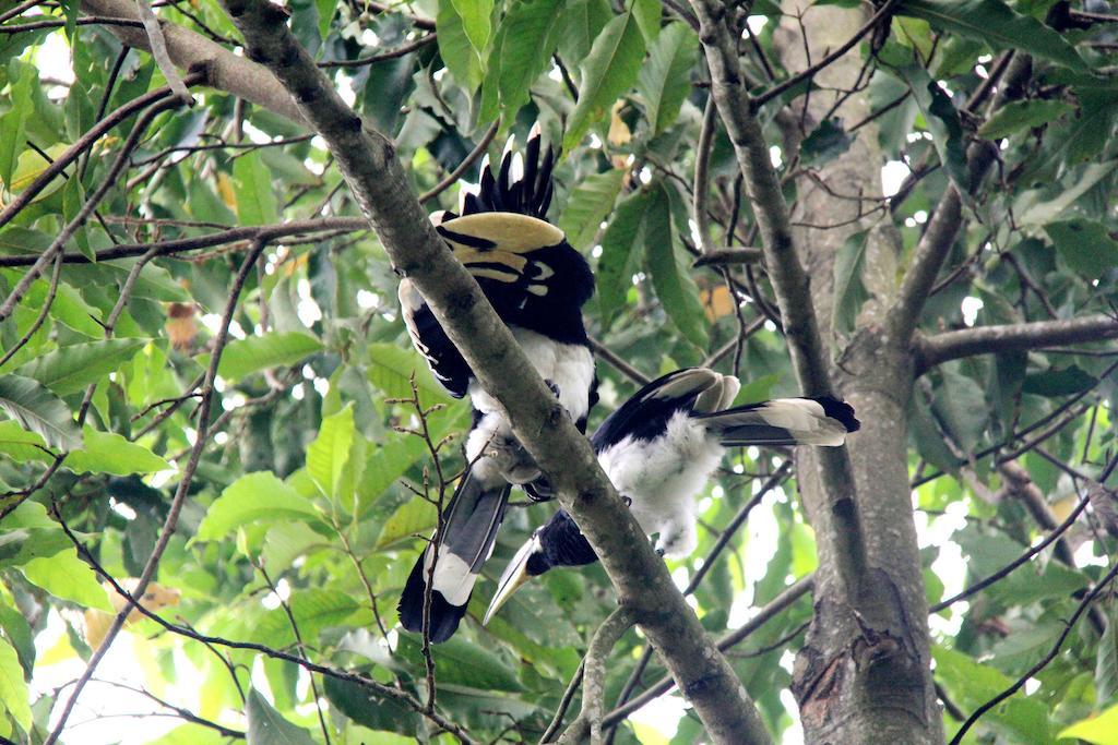 Jungle Safari Resort Sauraha Kültér fotó