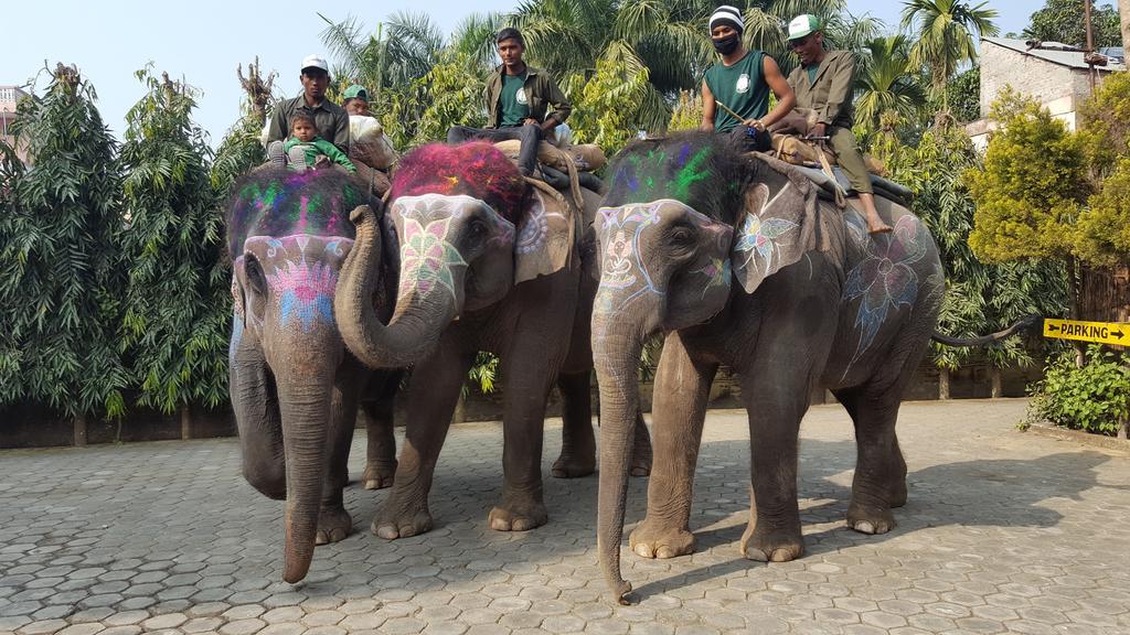 Jungle Safari Resort Sauraha Kültér fotó